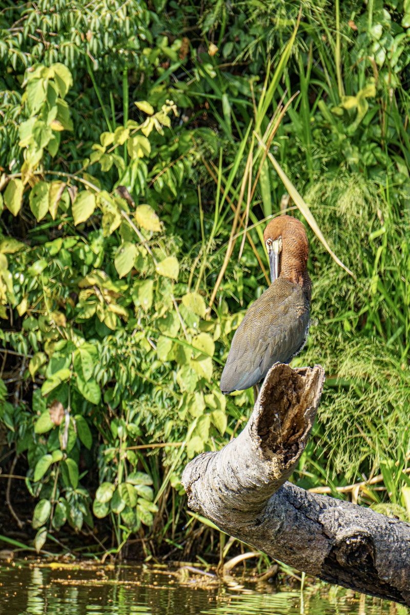 Bird on a Log