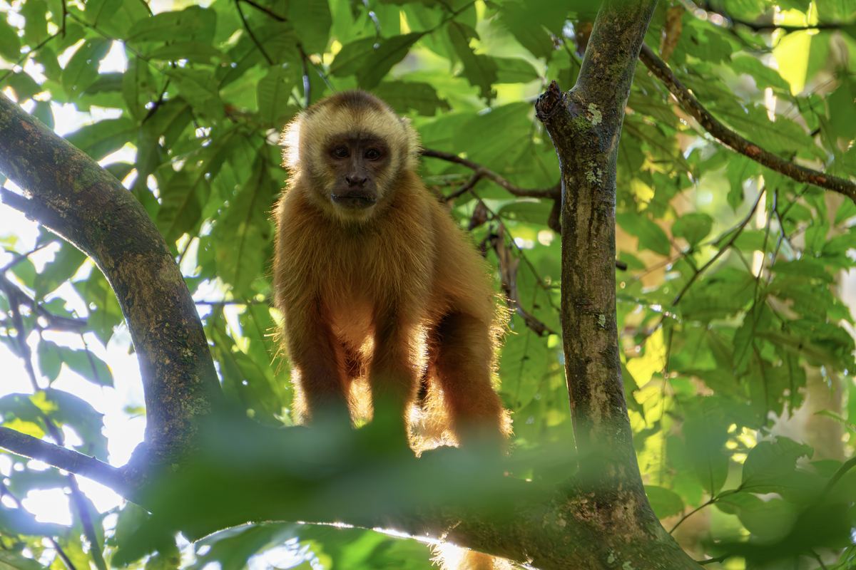 Capuchin Monkey